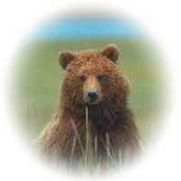 Yellowstone Grizzly © Page Makers, LLC - All Rights Reserved