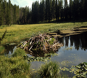 Beaver Pond ~ NPS Photo