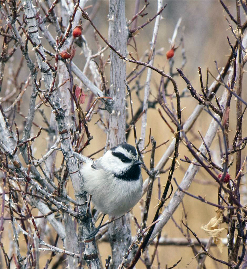 Mountain Chickadee Photo by Pamela Bond Cassidy © Copyright All Rights Reserved