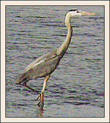 Great Blue Heron - 10 May 1997 - by John W. Uhler