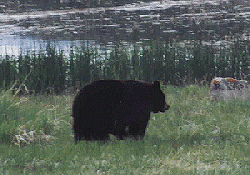 Black Bear near Yellowstone Picnic Area - 02 June 1997 - Photo by John W. Uhler