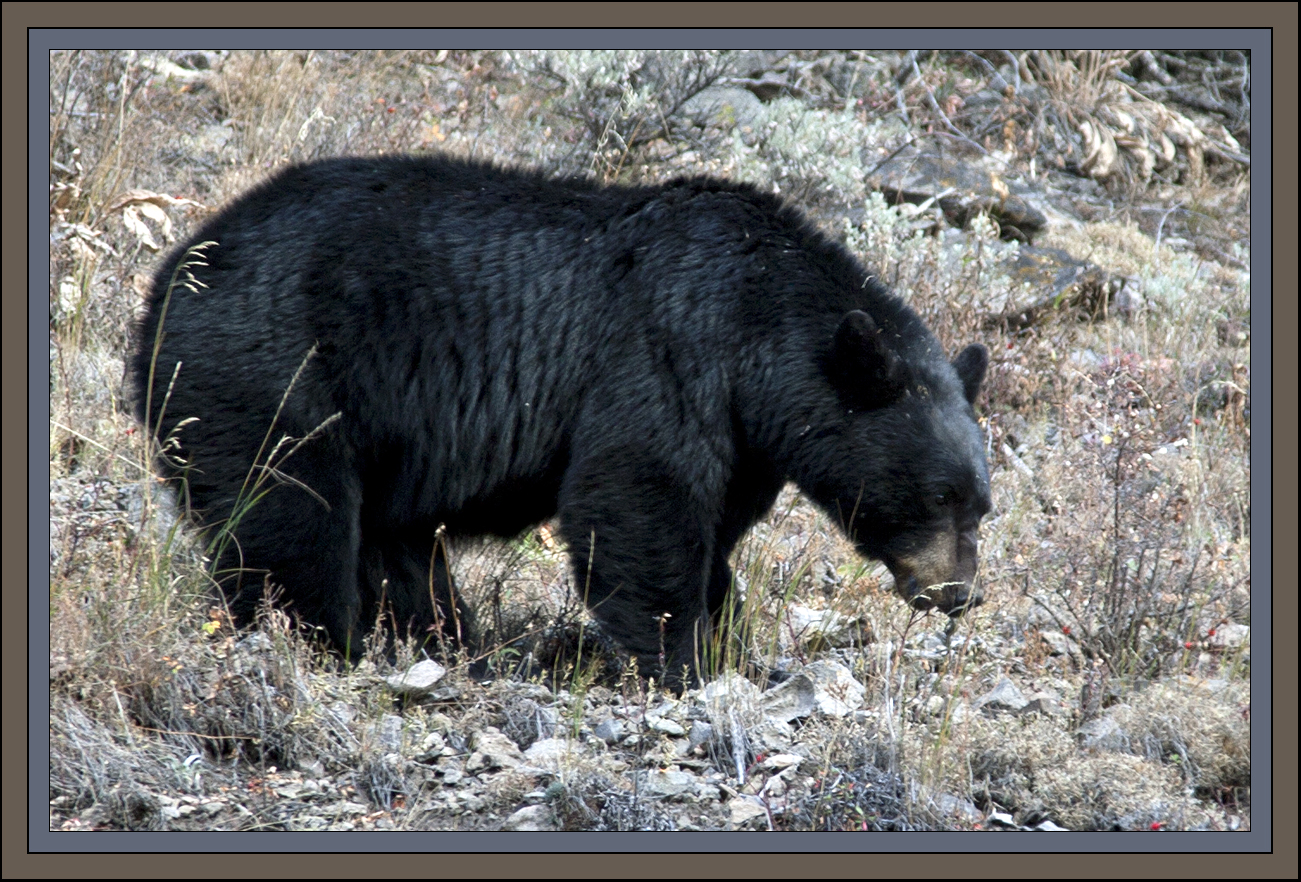 Black Bear by John William Uhler © Copyright All Rights Reserved