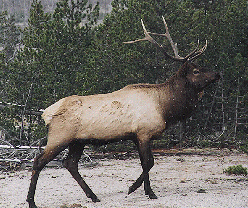 Bull Elk at Norris by John W. Uhler - 09 October 1997