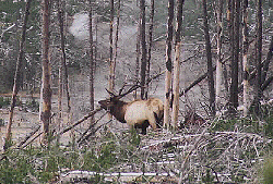 Bull Elk at Norris by John W. Uhler - 09 October 1997