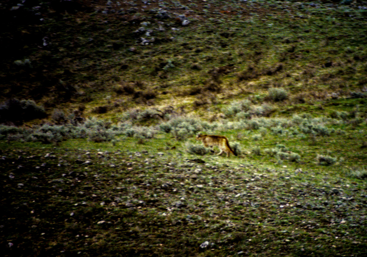 Cougar at Slough Creek taken on May 18th, 1996 by John William Uhler