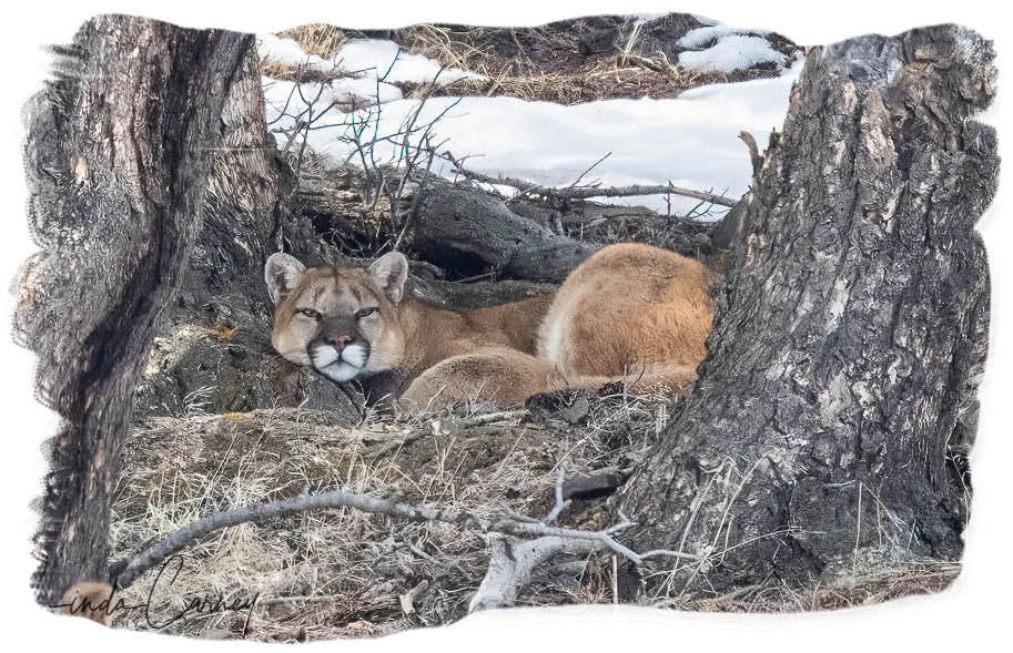 Beautiful Mountain Lion ~ Lamar Valley ~ April 10th, 2023 ~ Photo by Linda Rudge Carney ~ © All Rights Reserved