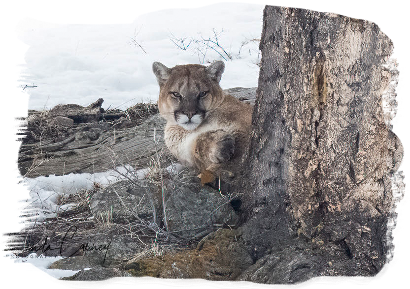 Beautiful Mountain Lion ~ Lamar Valley ~ April 10th, 2023 ~ Photo by Linda Rudge Carney ~ ©  All Rights Reserved