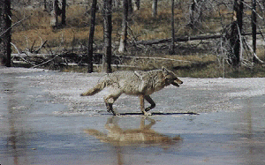 Coyote by John W. Uhler - 31 May 1997 by Firehole Pool