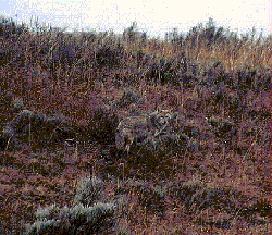 Coyote in the Sage - by John W. Uhler - 09 October 1997