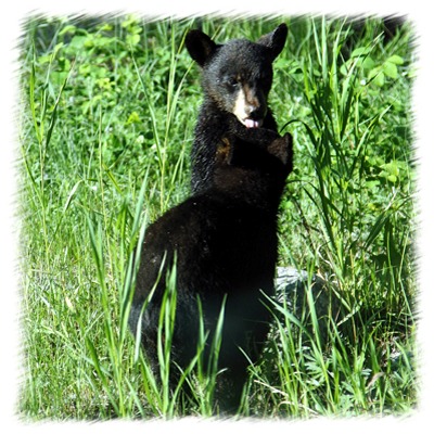 Yellowstone Black Bear Cubs by John William Uhler ~ © Copyright John William Uhler All Rights Reserved