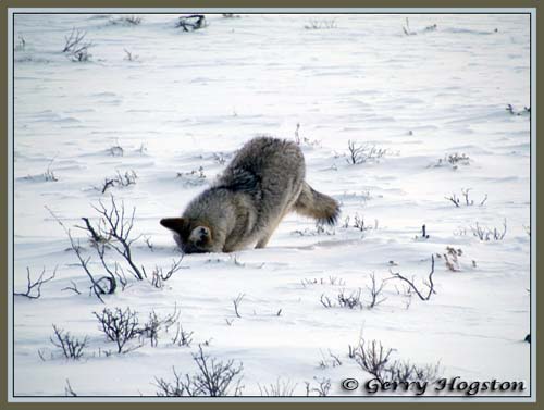 Coyote mousing at Nature Trail ~ © Copyright All Rights Reserved Gerry Hogston