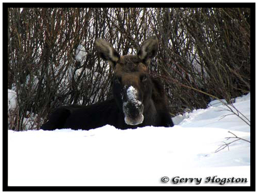 Moose in Winter ~ © Copyright All Rights Reserved Gerry Hogston