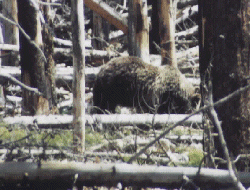 Sow Griz near North Twin Lake - 02 June 97 - Photo by John W. Uhler