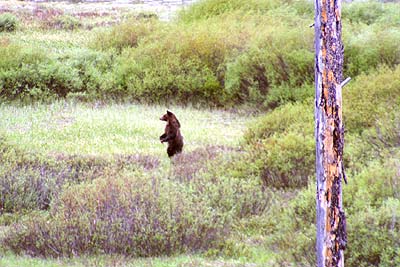 Grizzly Bear - Moose Exhibit Meadow - 11 June 2002 by John W. Uhler ©