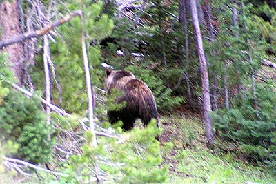 Grizzly Bear - Moose Exhibit Meadow - 11 June 2002 by John W. Uhler ©