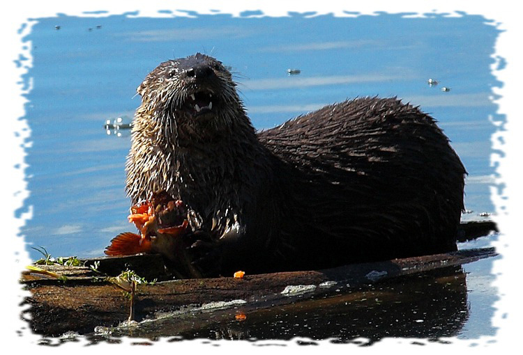 Otter at Trout Lake by John William Uhler © Copyright All Rights Reserved