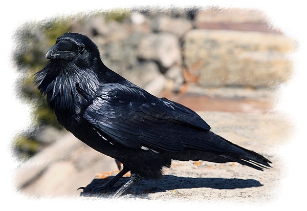 Common Raven by John William Uhler © Copyright