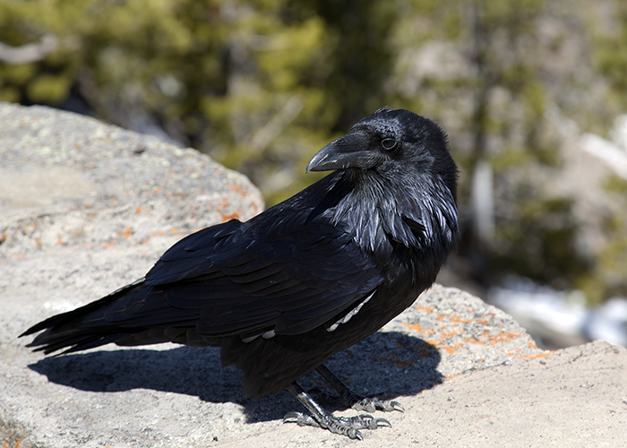 Raven Photos by John William Uhler © Copyright All Rights Reserved