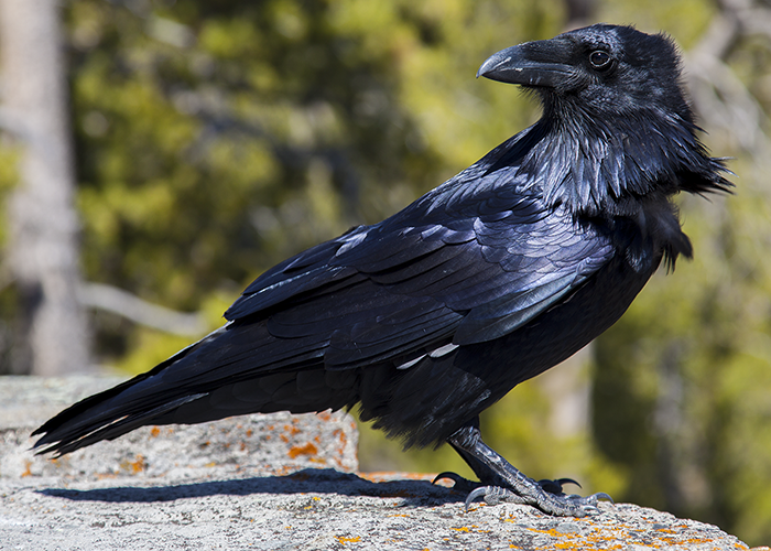 Raven Photos by John William Uhler © Copyright All Rights Reserved