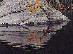 Ruddy Duck on Glacial Pond by John W. Uhler ©