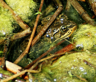 Spotted Frog by John William Uhler © Copyright Page Makers, LLC