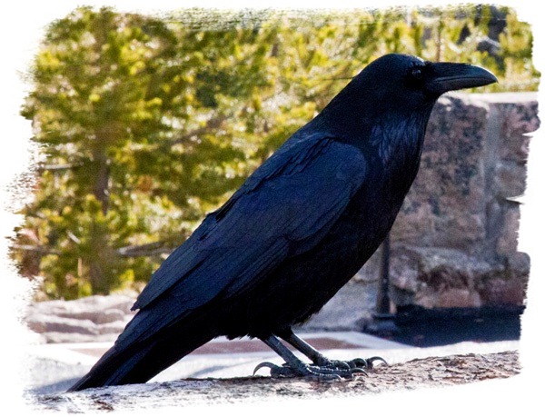 Raven at Gibbon Falls - Yellowstone National Park - by John William Uhler © Page Makers, LLC