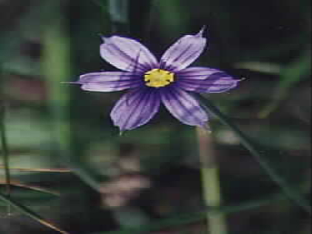 Common Blue-eyed Grass (Sisyrinchium idahoensis)