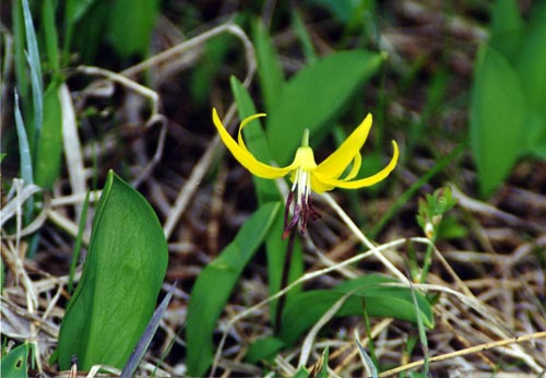 Glacier Lily (Erythronium grandiflorum) by John W. Uhler © Copyright