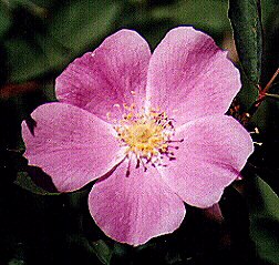 Wild Rose; Woods Rose (Rosa woodsii) by John W. Uhler © Copyright