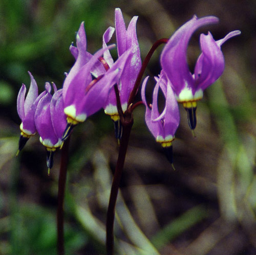 Slimpod Shooting Star (Dodecatheon conjugens) by John W. Uhler © Copyright