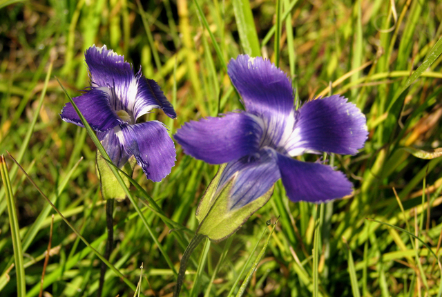 Fringed Gentian by Pat Eftink © Copyright All Rights Reserved