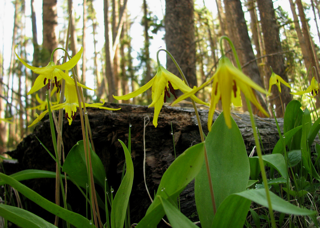 Glacier Lilies by Pat Eftink © Copyright All Rights Reserved