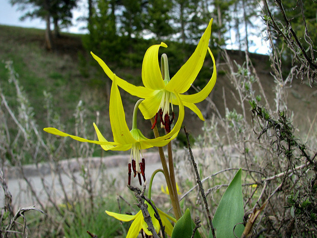 Glacier Lily by Pat Eftink © Copyright All Rights Reserved