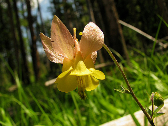 Golden Columbine by Pat Eftink © Copyright All Rights Reserved