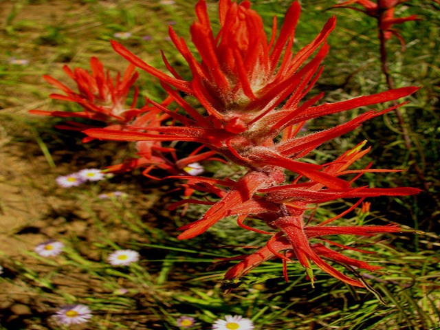 Indian Paintbrush by Pat Eftink © Copyright All Rights Reserved