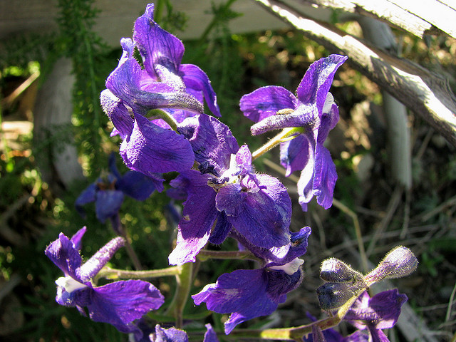 Larkspur by Pat Eftink © Copyright All Rights Reserved