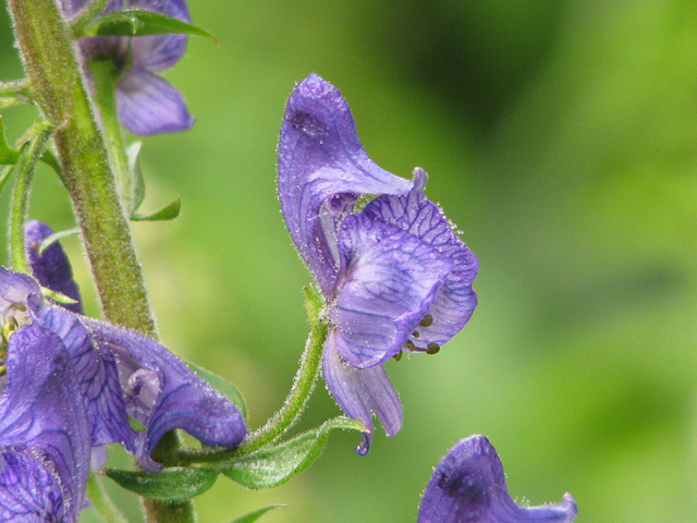 Monkshood by Pat Eftink © Copyright All Rights Reserved
