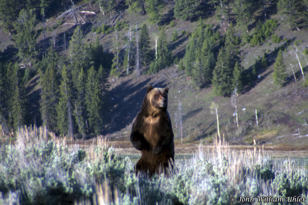 Yellowstone National Park Grizzly Bear by John William Uhler © John William Uhler All Rights Reserved