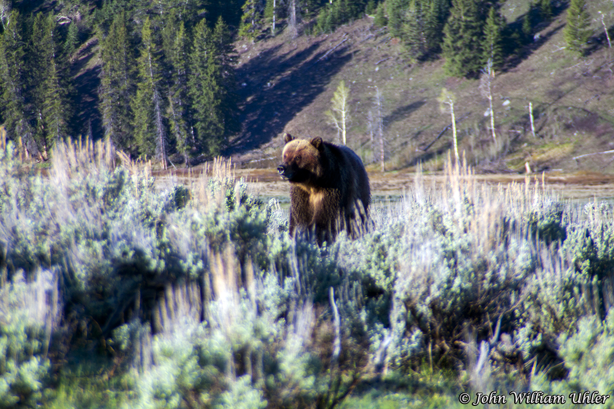 Yellowstone National Park Grizzly Bear by John William Uhler © John William Uhler All Rights Reserved