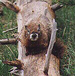 Yellow-bellied Marmot by John W. Uhler - June 1998 ©
