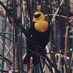 Yellow-headed Blackbird by John W. Uhler ©