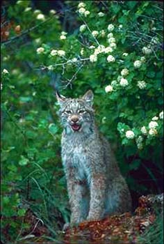 Lynx © Page Makers, LLC