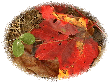 Fall New England Leaves by John W. Uhler © Page Makers, LLC and Yellowstone Media