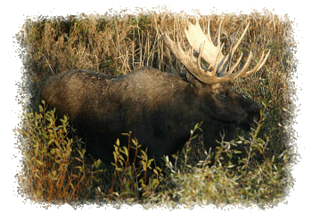 Bull Moose by Hélène van Dijk Copyright ©