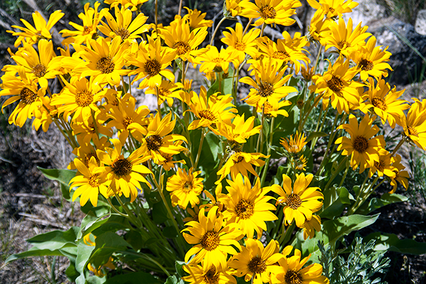 Balsamroot at Saint Anthony Sand Dunes ~ © Copyright All Rights Reserved John William Uhler
