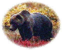 Grizzly Bear ©