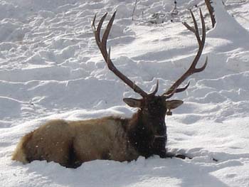 Bull Elk napping - 12 Jan 2005 by John W. Uhler ©