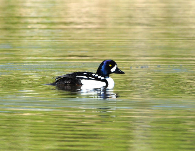 Barrows Goldeneye by Paul Gore © Copyright All Rights Reserved