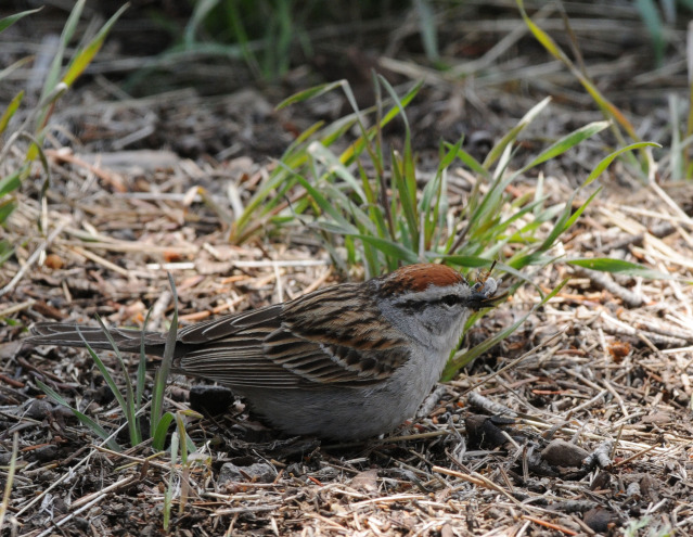 Chipping sparrow by Paul Gore © Copyright All Rights Reserved