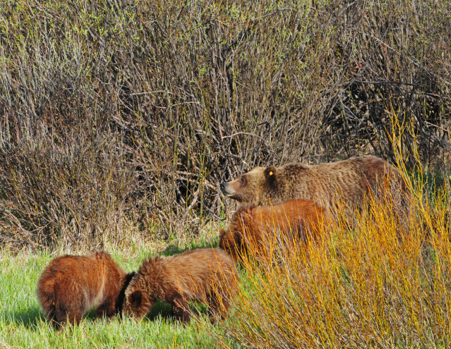 Grizzly bear sow with three cubs by Paul Gore © Copyright All Rights Reserved